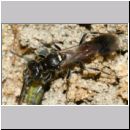 Alysson spinosus - Grabwespe w11b 7-8mm OS-Hasbergen-Lehmhuegel.jpg